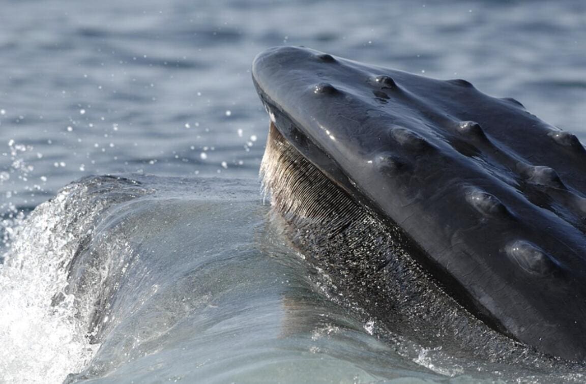 Featured Creature: Whale Fall