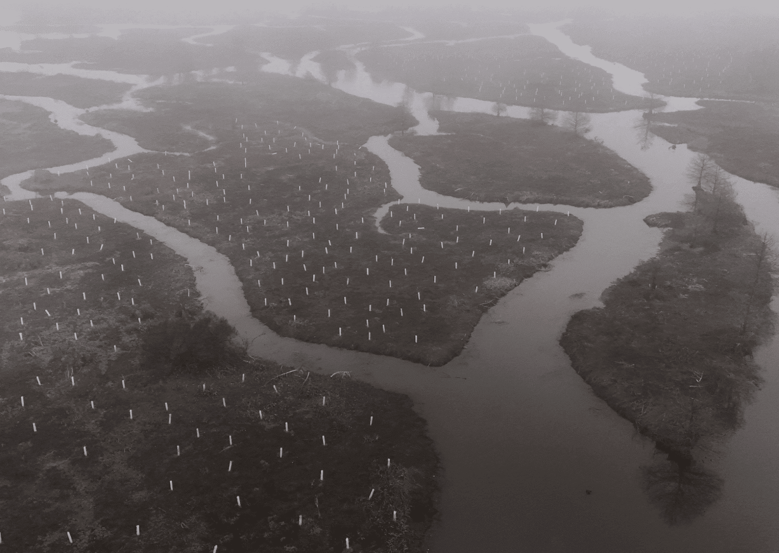 Grassroots Climate Action Returning Habitats and Coastal Defenses to Louisiana Coastlines Significantly Impacted by Extreme Weather