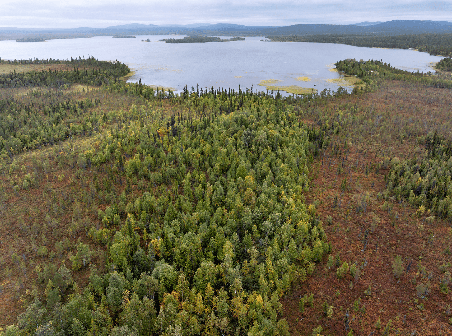 A Coordinated Conservation Effort Across Finland, the Canadian Arctic, and the United States is Working to Protect and Restore Peatlands in Europe and North America.