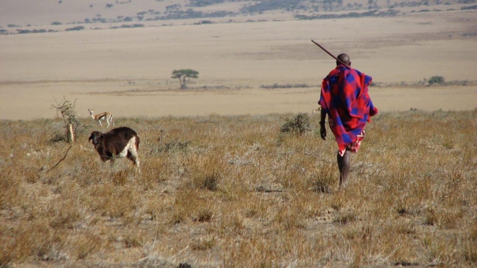 Fortress Conservation Efforts Threaten Tanzanian Indigenous Lands and Livelihoods