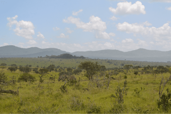 Sub-Saharan Africa Has Lost Nearly One Quarter of Its Pre-Industrial Biodiversity
