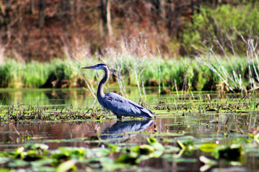 Floating Wetland Webinar with Water Stories