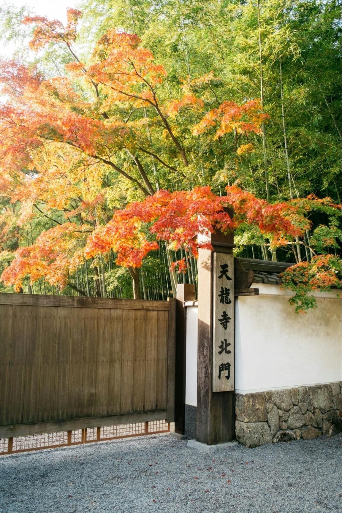 Japan Is Keeping Mature Trees Standing in Development Planning