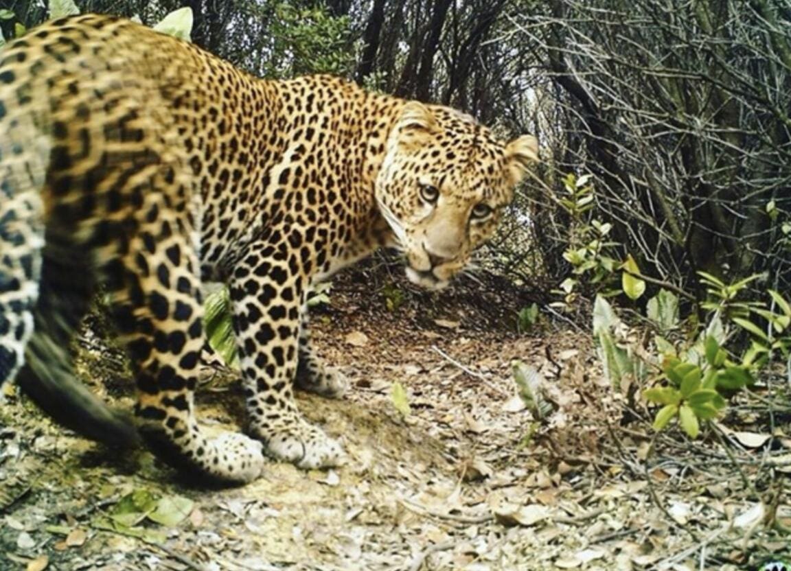 Strategic Forest Restoration a Potential Lifeline to Endangered Wild Leopards on Java