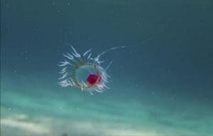 Featured Creature: Immortal Jellyfish