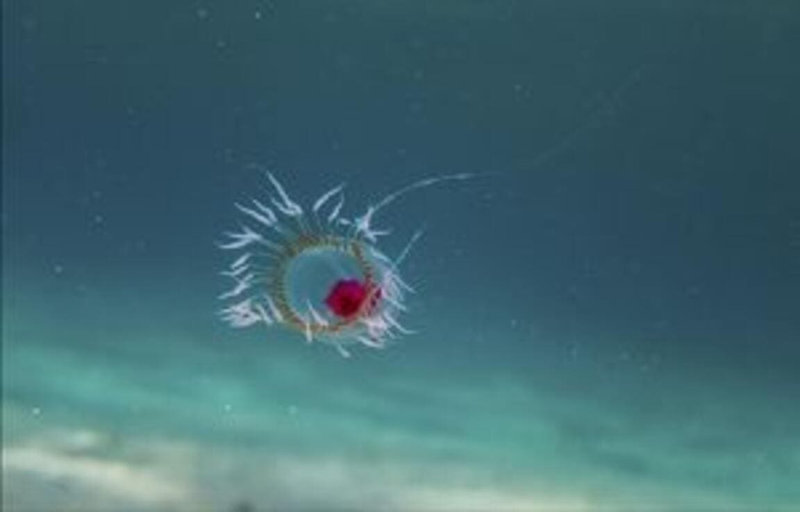 Featured Creature: Immortal Jellyfish