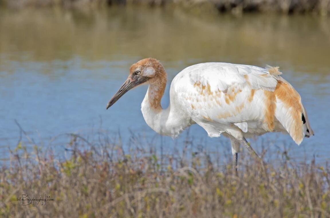 Juvenile whooping crane with cinnamon-brown and white feathers walking through wetland vegetation beside shallow water in Arkansas.
