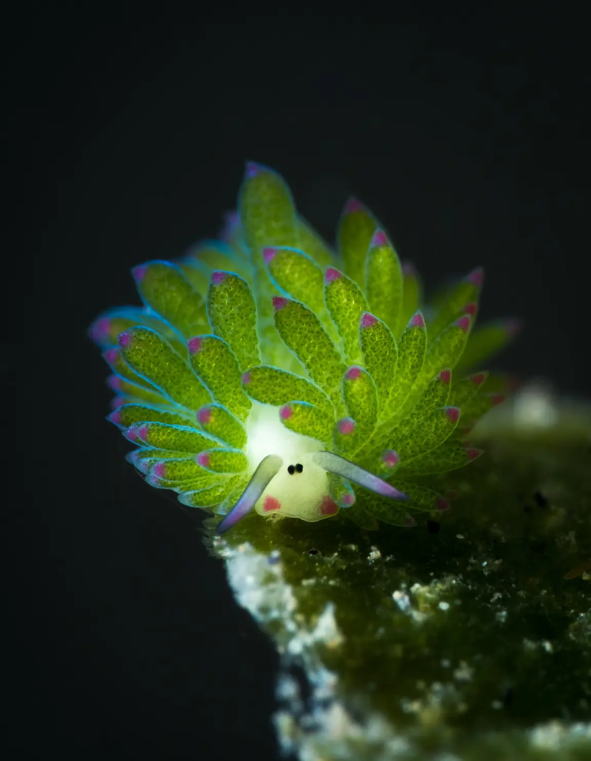 Featured Creature: Leaf Sheep