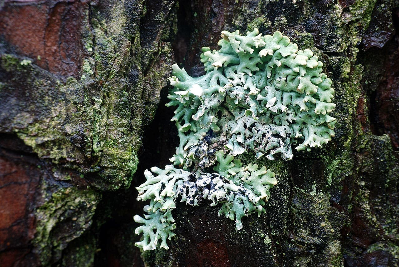 Featured Creature: Lichen