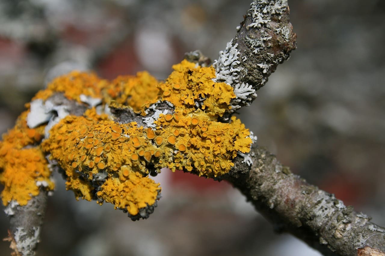 Bright orange-yellow lichen growing alongside pale gray-white lichen on a bare tree branch