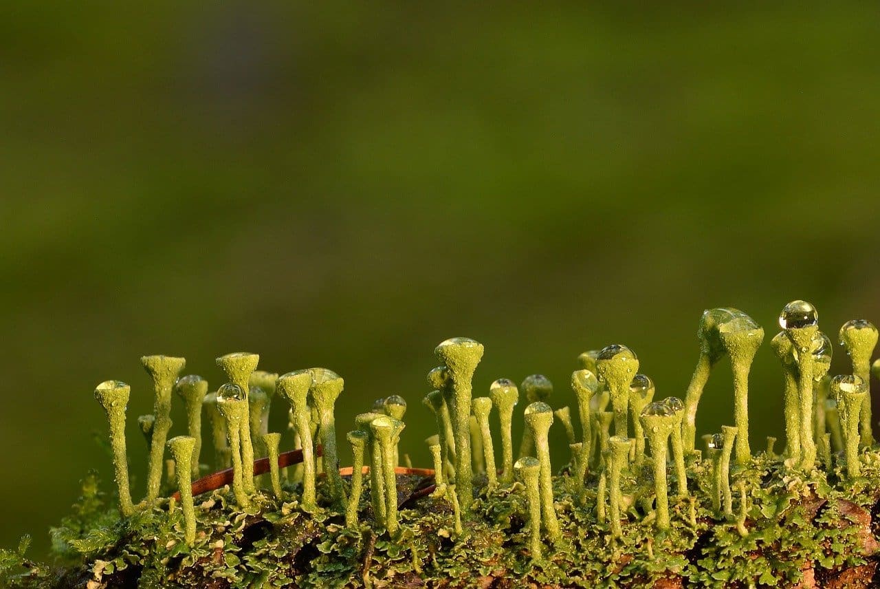 Close-up of pale green cup lichen with small trumpet-shaped stalks tipped with dew drops