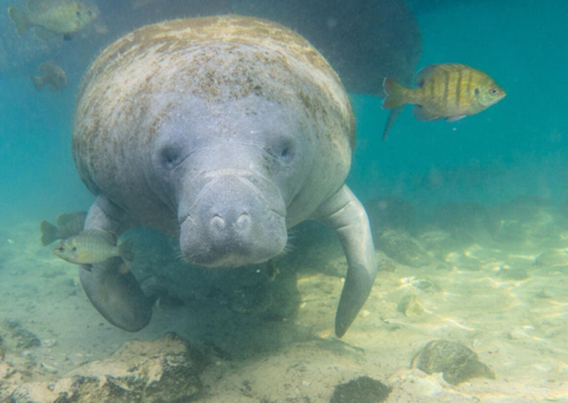 Featured Creature: Florida manatee