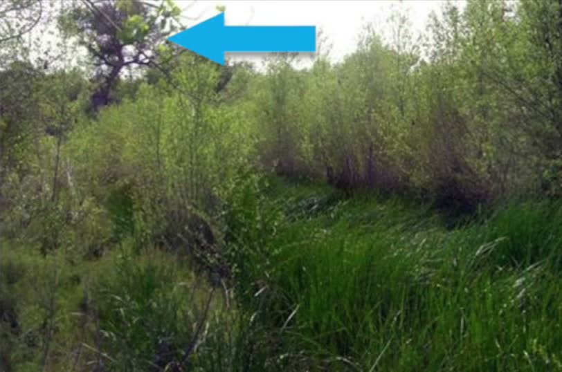 The same creek after restoration, thick with green plants