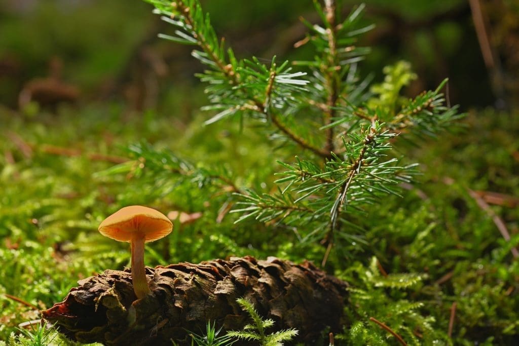 Biodiversity 8 – Deepdive into Symbiosis