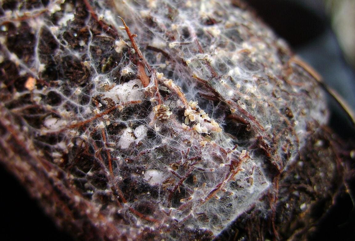 Featured Creature: Mycorrhizal Fungi - Biodiversity for a Livable