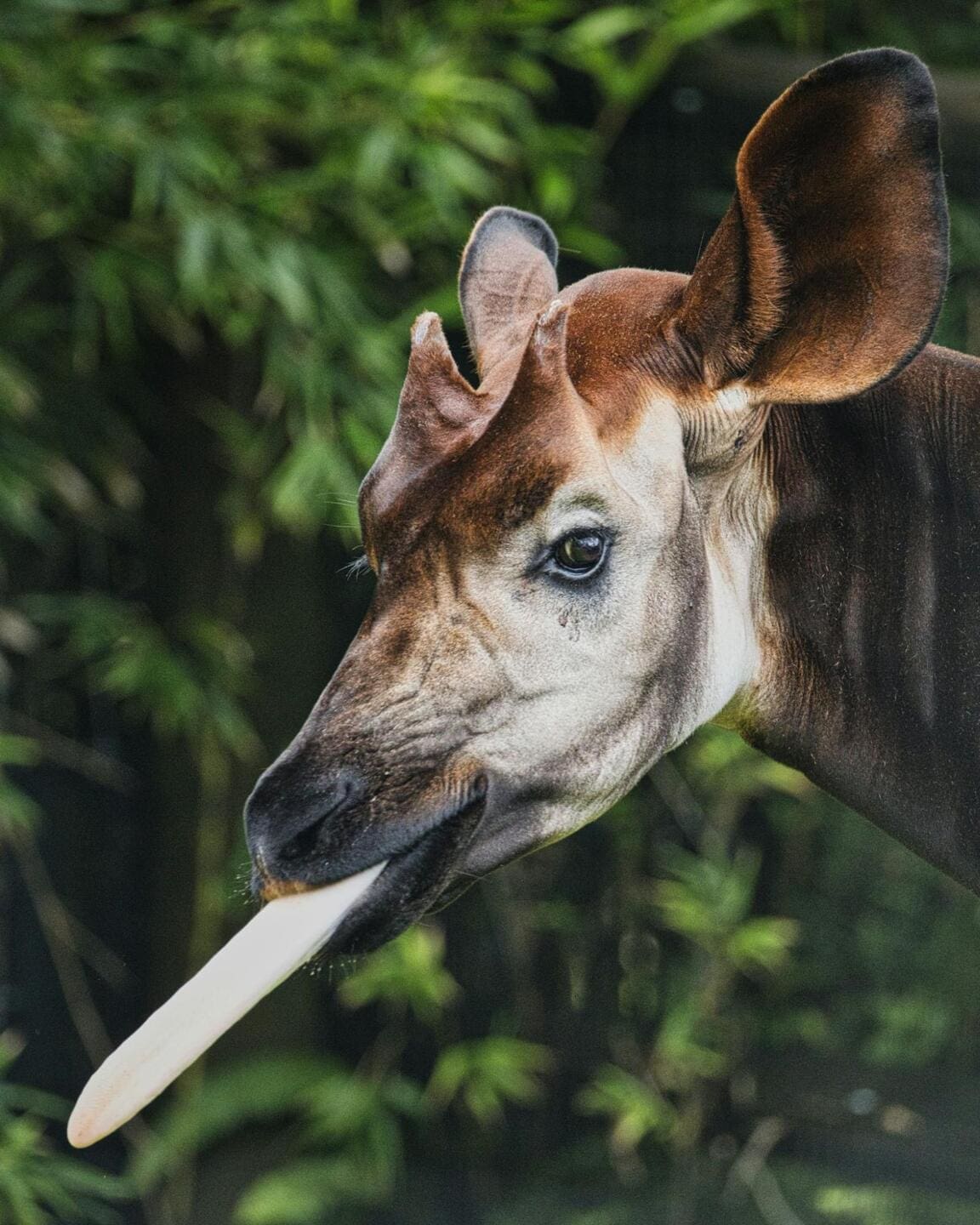 Featured Creature: Okapi