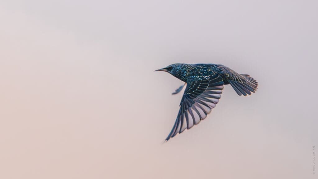 Featured Creature: European Starling