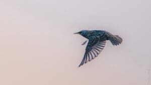 Featured Creature: European Starling