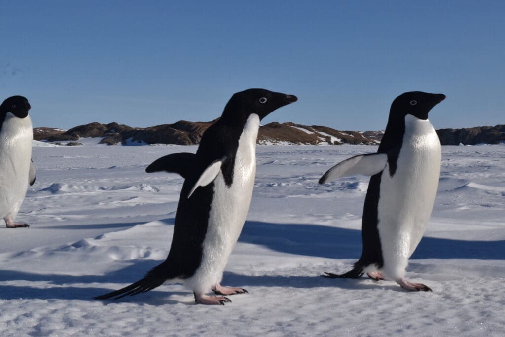 Featured Creature: Penguins