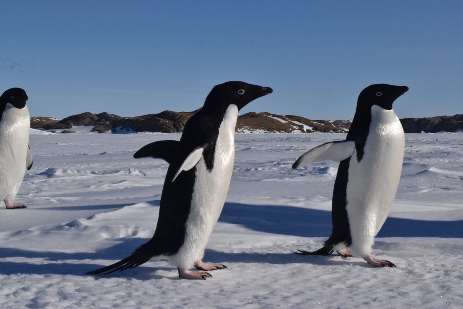 Featured Creature: Penguins