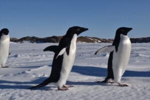 Featured Creature: Penguins
