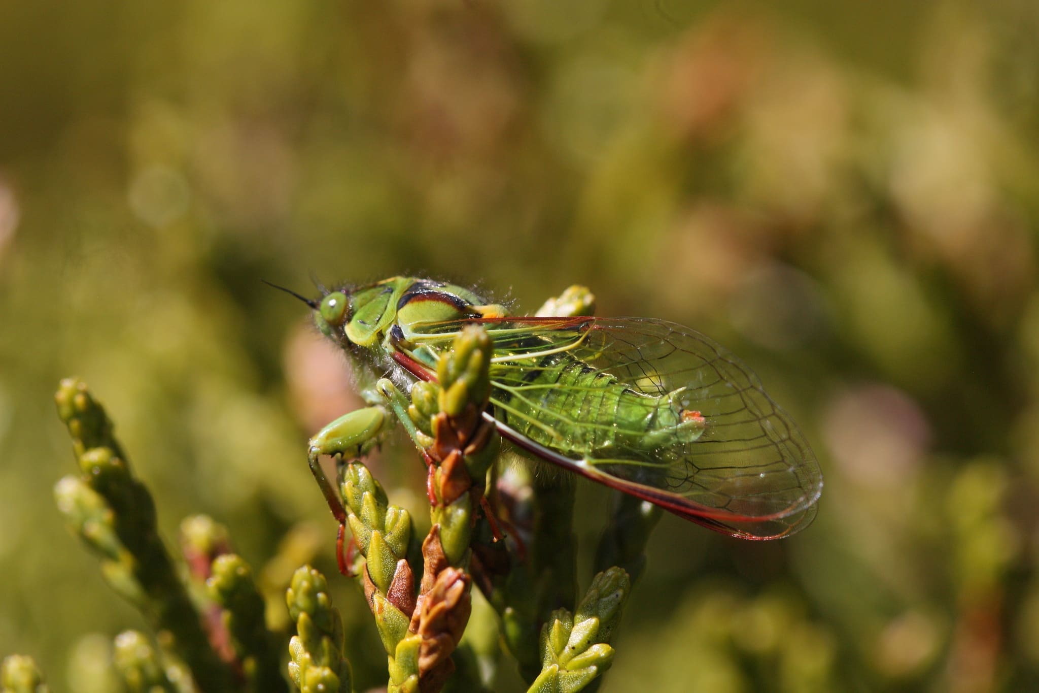 Featured Creature: Cicada