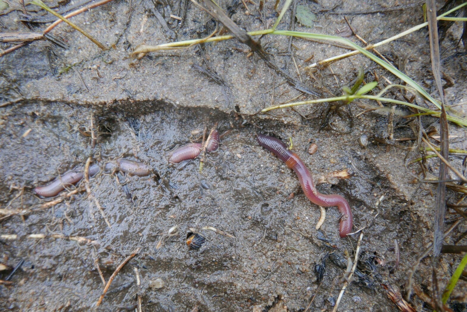 Private: Featured Creature: Earthworms