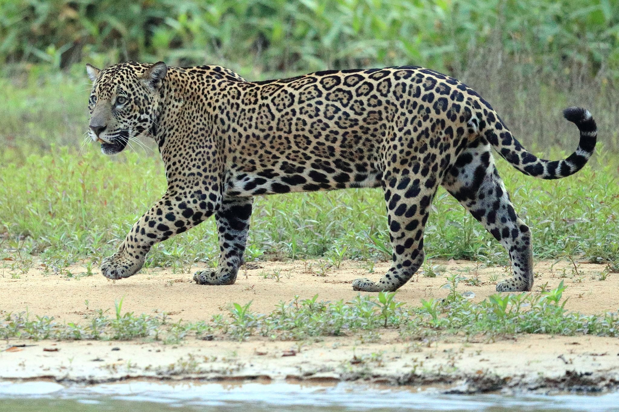 Featured Creature: Jaguar
