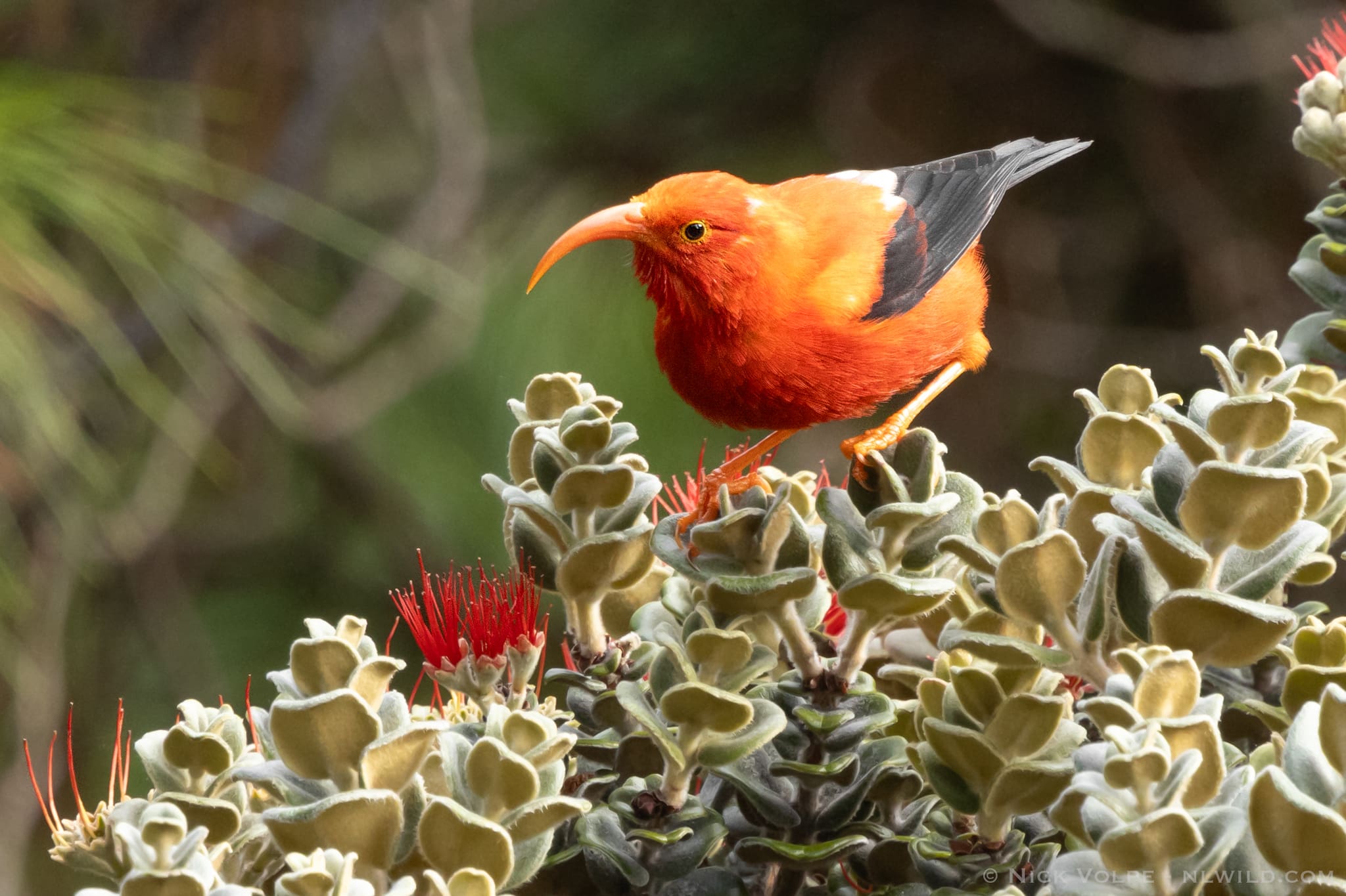 Featured Creature: 'Ōhi'a Lehua - Biodiversity for a Livable Climate