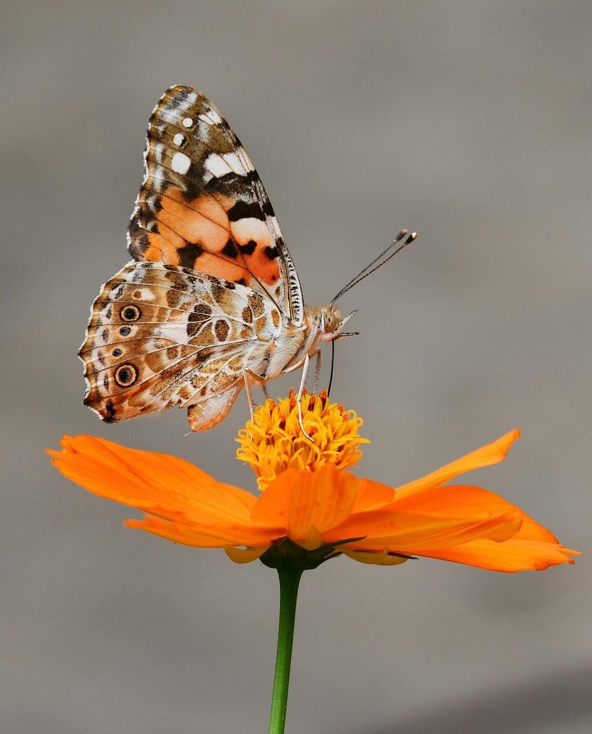 Insects Play Critical Role in Ecosystems Beyond Just Providing Food, New Research Shows