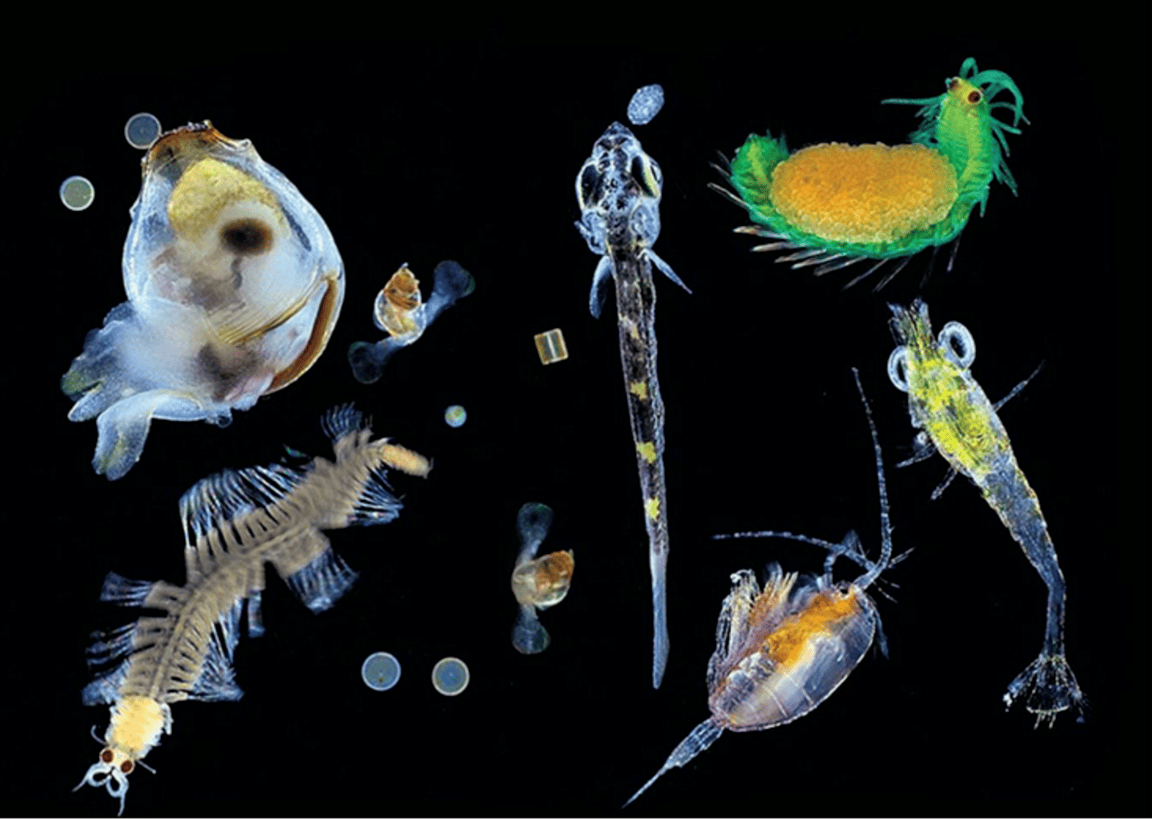 Plankton Plays a Bigger Role in Climate Stability Than Initially Thought