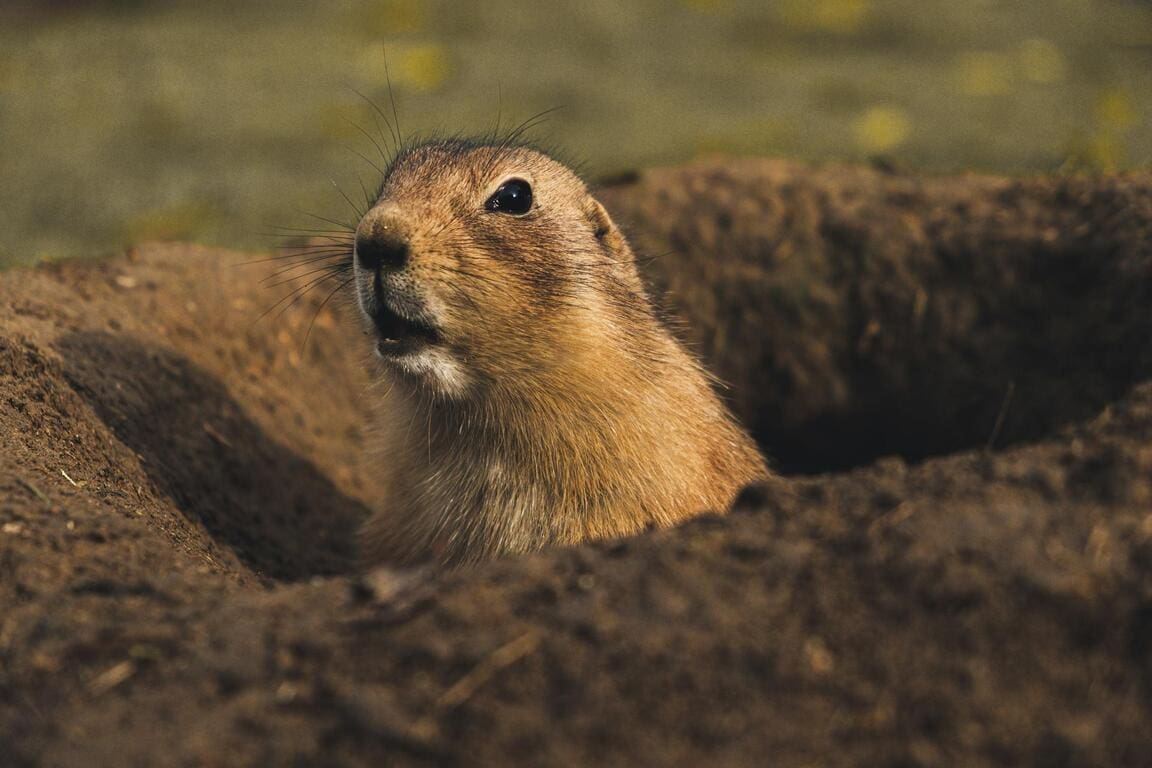 The Tiny Burrowers That Help Keep the Prairies Alive