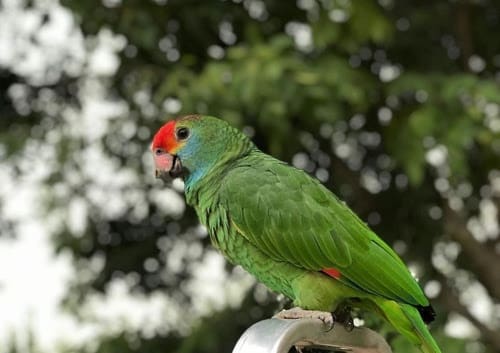 Bringing Awareness to the World’s Most Forgotten Rainforest