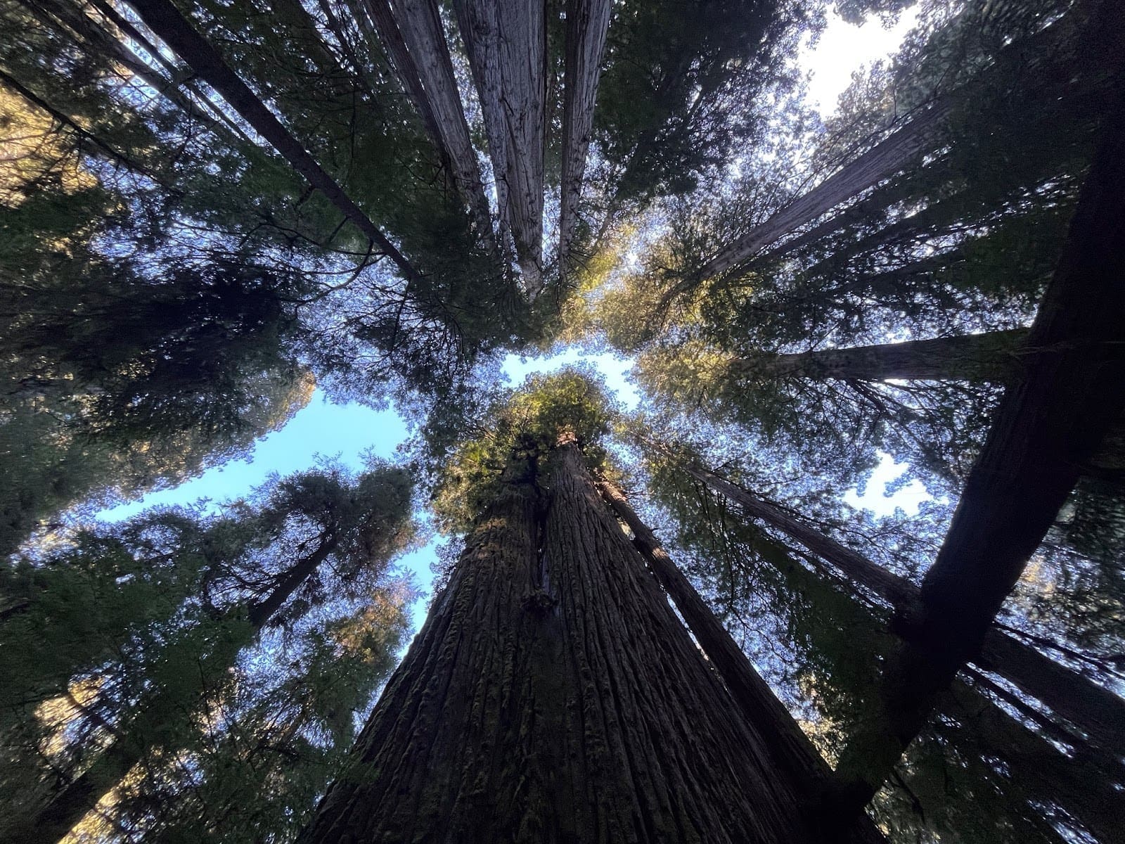 Featured Creature: Coast Redwood