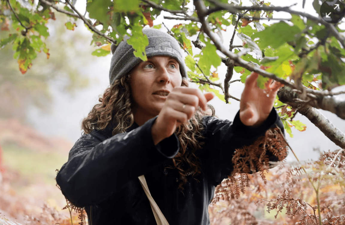 Volunteer Efforts Save Scottish Rainforest