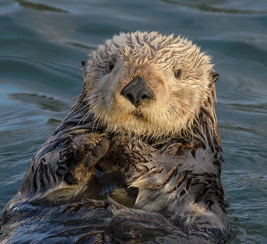 Science, Indigenous Knowledge Team Up to Restore Canada’s Kelp (Sea Otters Help, Too)