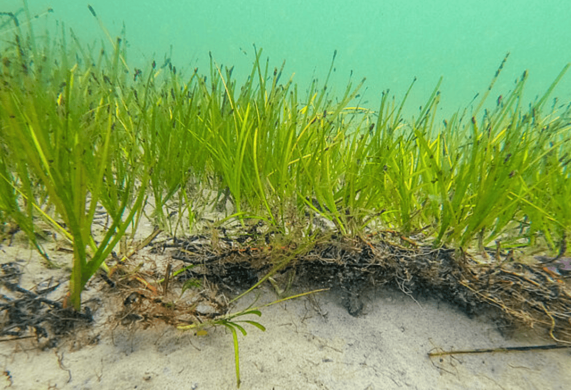 Seagrass Restoration Is Gaining Scientific Momentum