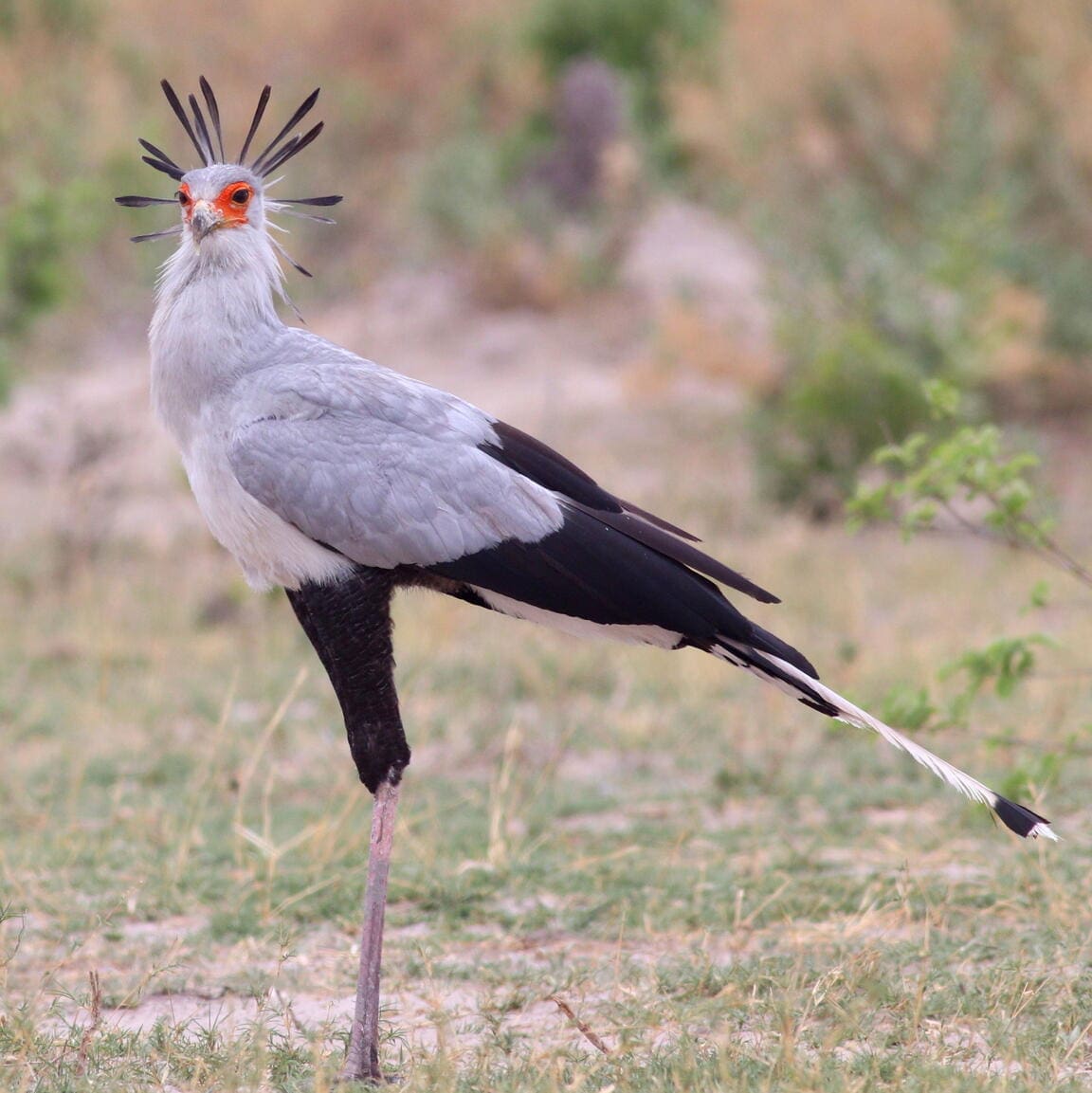 Featured Creature: Secretarybird