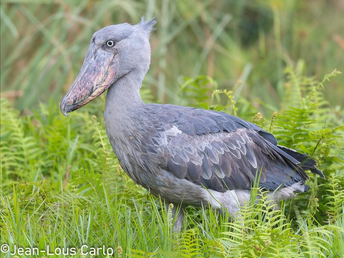 Featured Creature: Shoebill