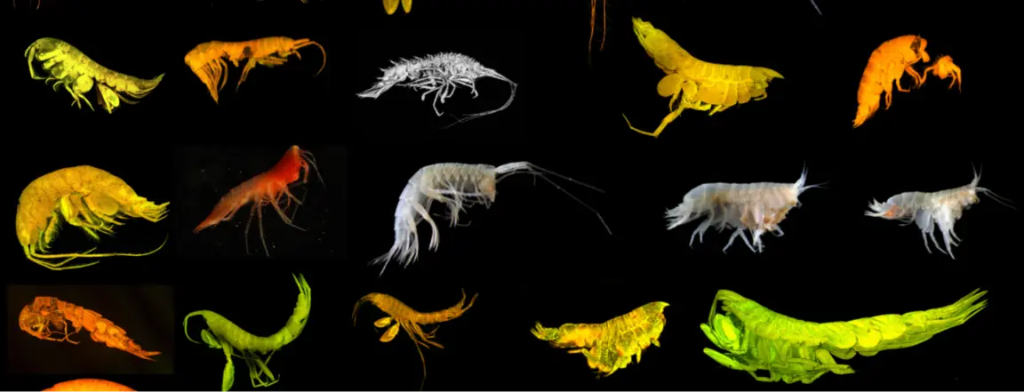 24 Newly Discovered Species Potentially At Risk From Undersea Mining