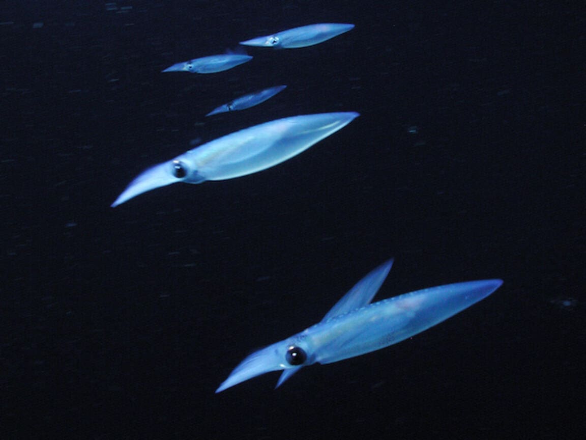 Vertical Migration Timing Illuminates Importance of Predator Pressure in the Ocean’s Twilight Zone