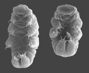 Featured Creature: Tardigrade