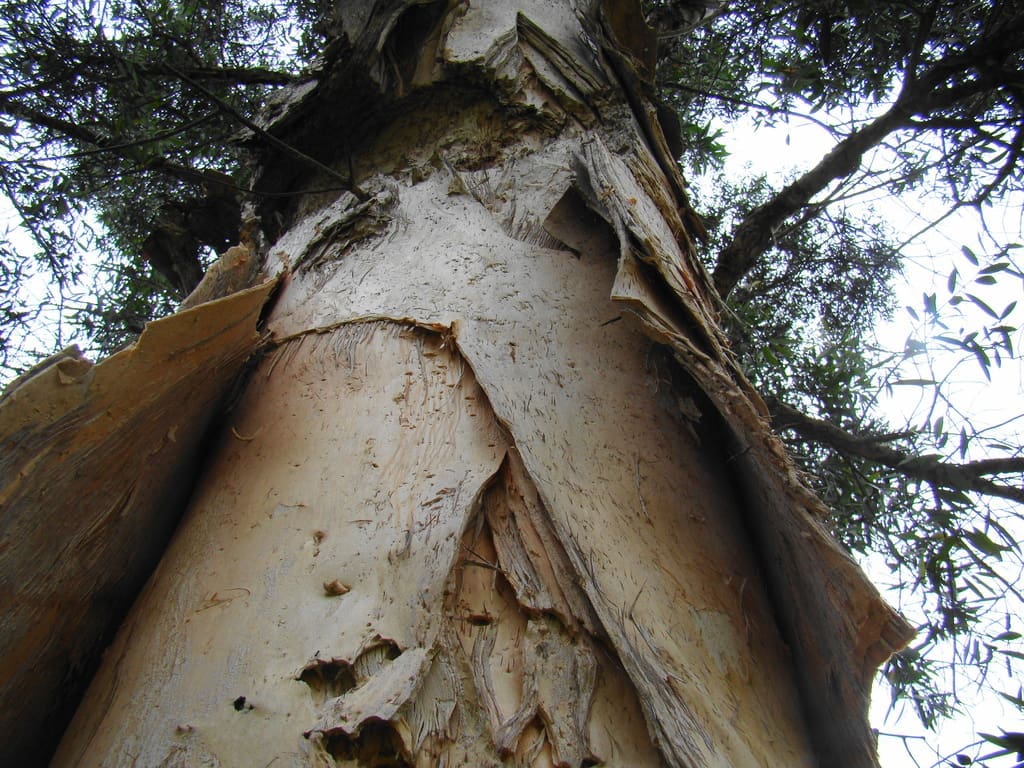 New Study Links Miyawaki Forests to Early Soil Recovery