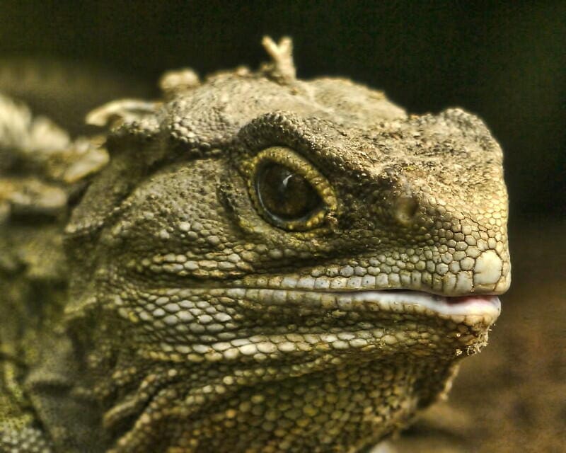 Extreme close-up of a tuatara's face, showing its scaled skin, large eye, and open mouth with visible teeth