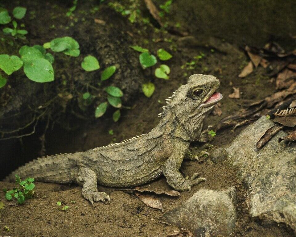 A tuatara in profile on a rocky, leaf-littered forest floor, mouth open, its spiny dorsal crest visible along its neck and back
