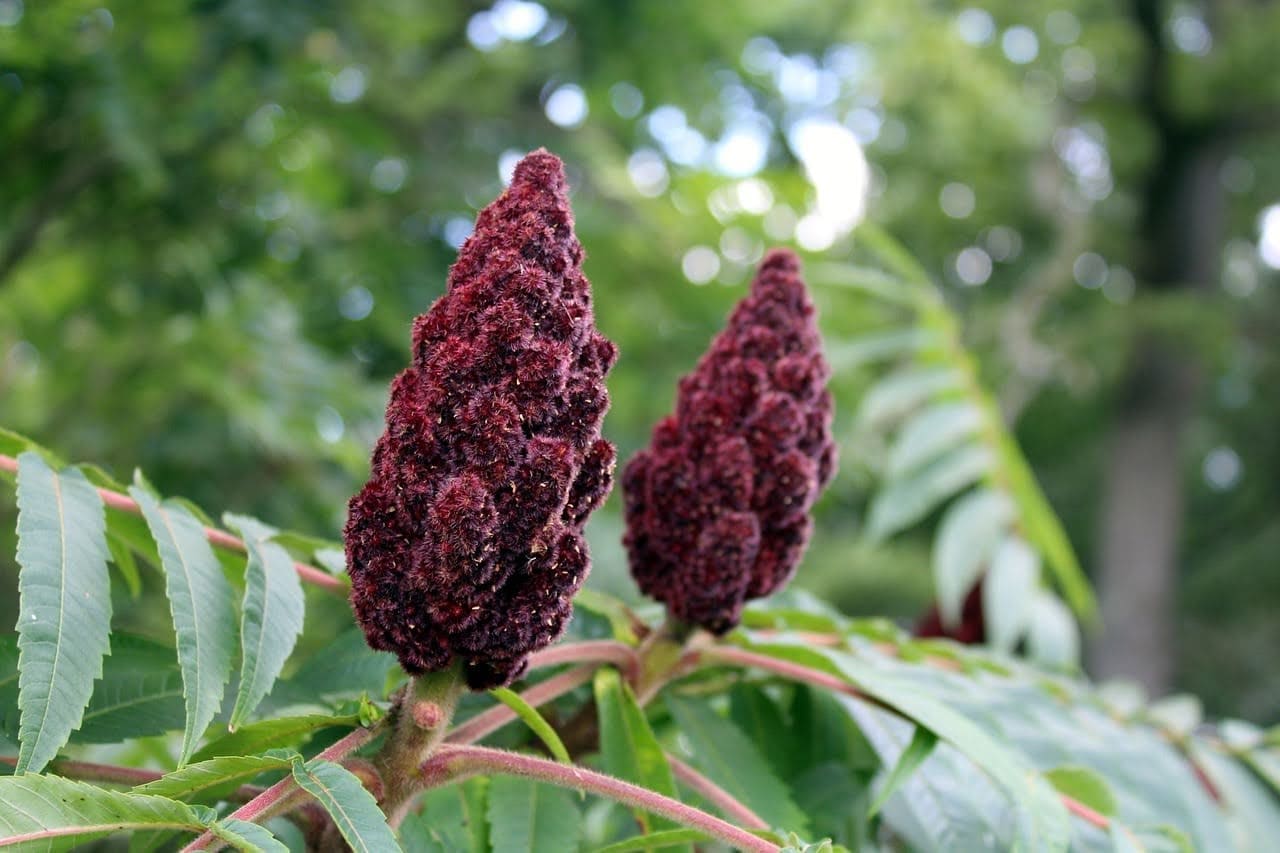 Featured Creature: Staghorn sumac Featured Creature: Staghorn sumac