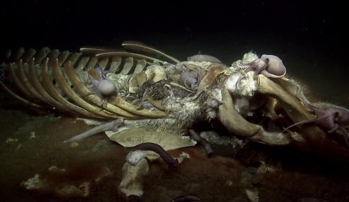 Two octopuses resting inside the bones of a whale skeleton on the seafloor