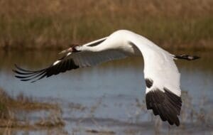 Featured Creature: Whooping Crane