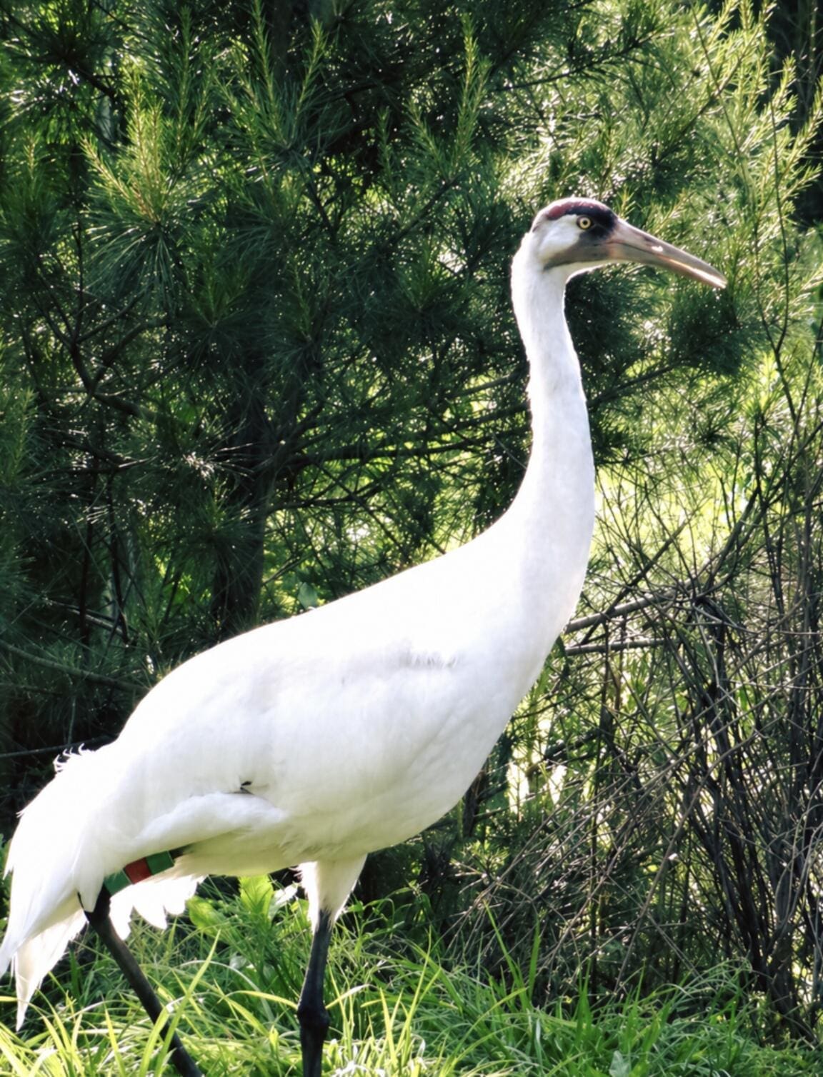 Adult whooping crane standing among green pine trees, showing its white plumage, red crown, long neck, and black legs.