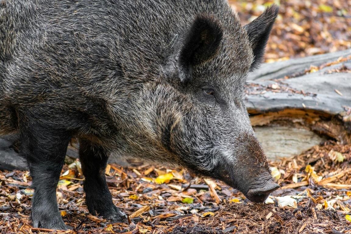 Featured Creature: Wild Boar